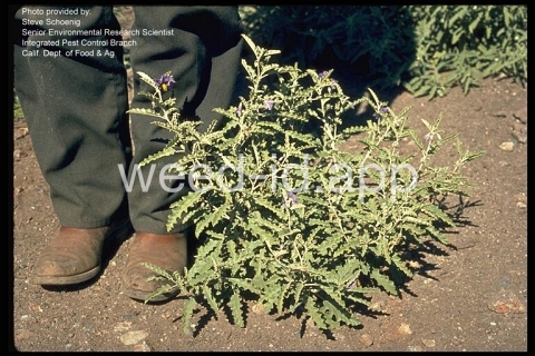 nightshade, silverleaf
